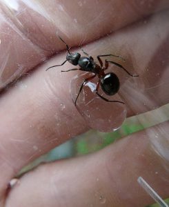 Naturalne pułapki na mrówki
