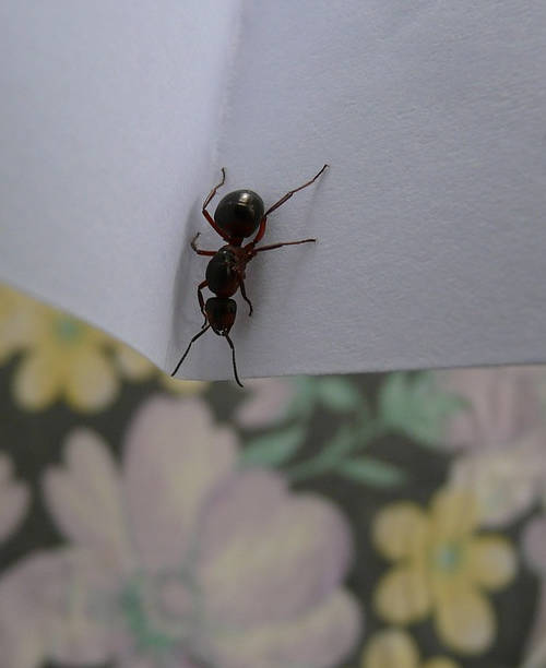 Naturalne sposoby na pozbycie się mrówek z domu