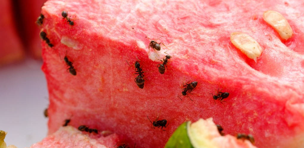 Jak pozbyć się mrówek w naturalny sposób